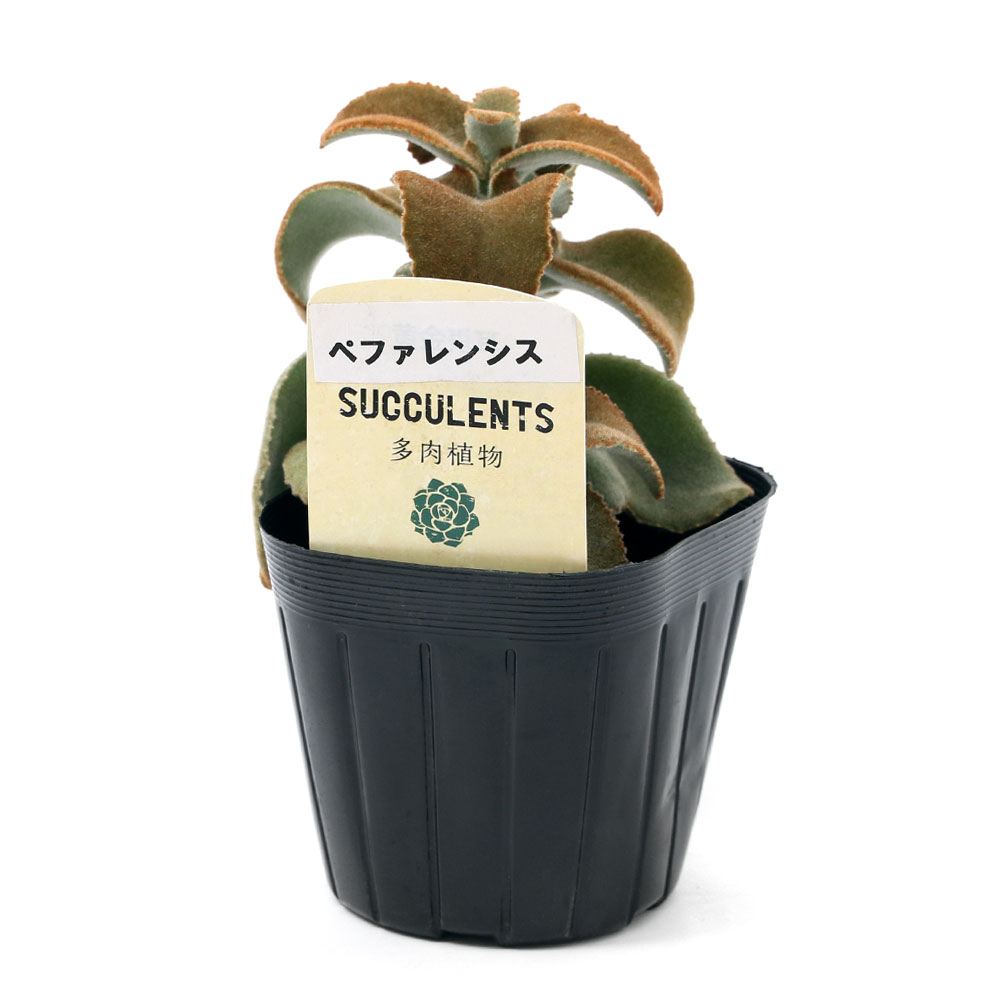 仙女の舞 植物図鑑