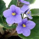 (観葉植物)セントポーリア マニトバ オプチマラ種 3.5号(1鉢)
