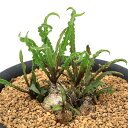 (多肉植物)レデボウリア クリスパ 3号(1鉢)