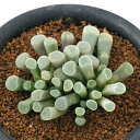 (観葉植物)フリチア プルケラ 光玉 3号(1鉢)