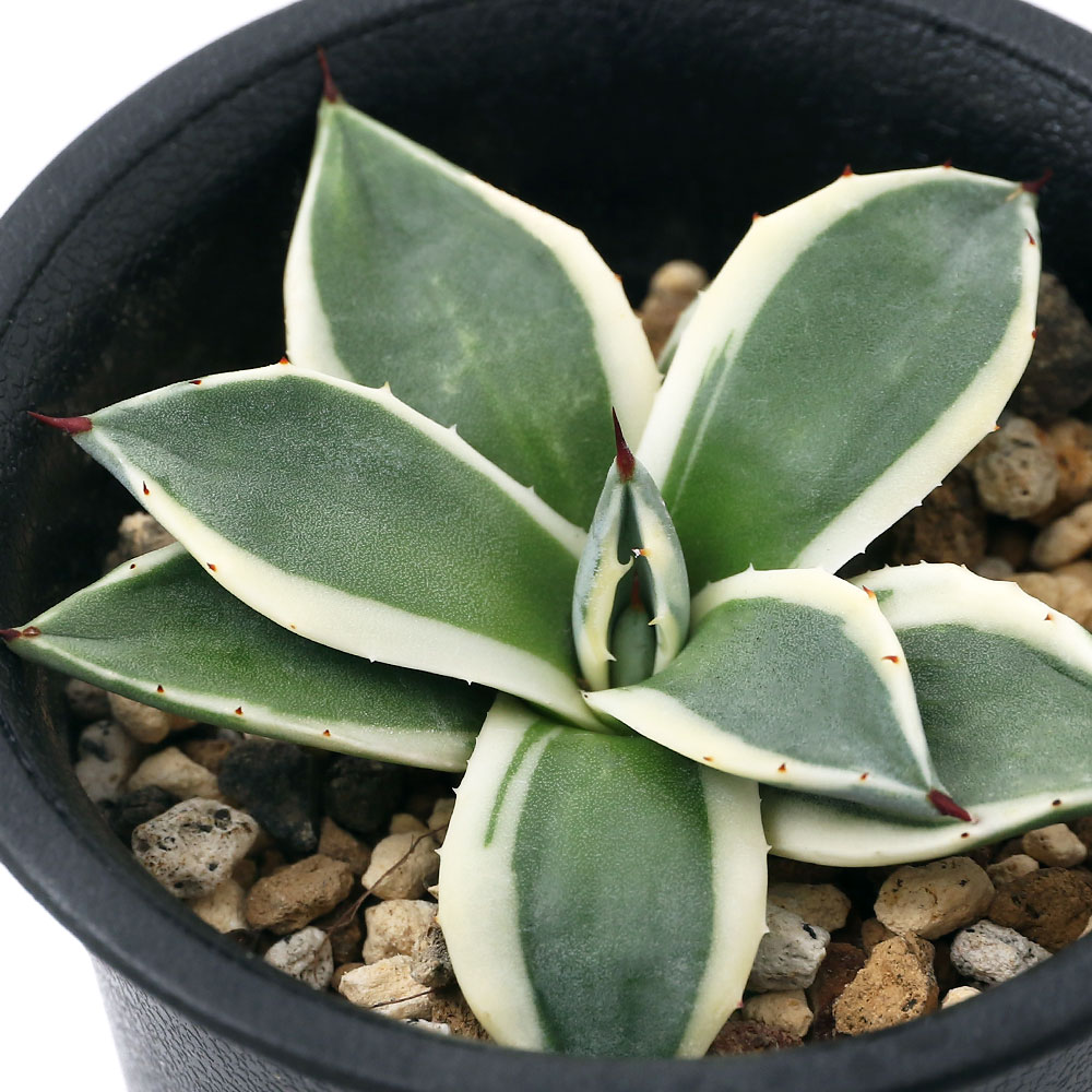 （観葉植物）アガベ　メリコ錦　実生苗　2〜2．5号（1鉢）のサムネイル