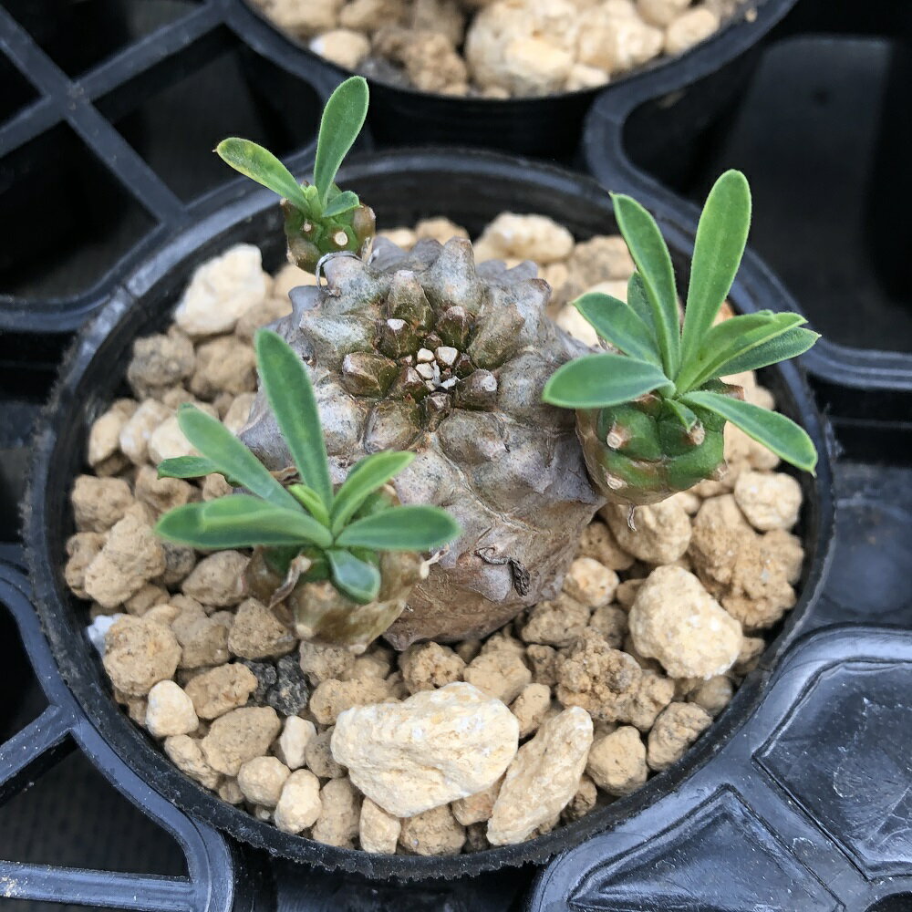 （観葉植物）ユーフォルビア　峨眉山（シェークハンド）　2．5号（1鉢）　北海道冬季発送不可のサムネイル