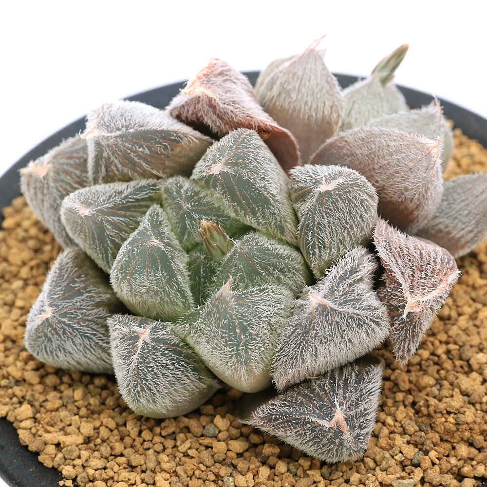 （多肉植物）ハオルチア　ベヌスタ　3号（1鉢）