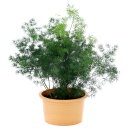 (観葉植物)アスパラガス マコワニー(ミリオクラダス) 6号(1鉢)