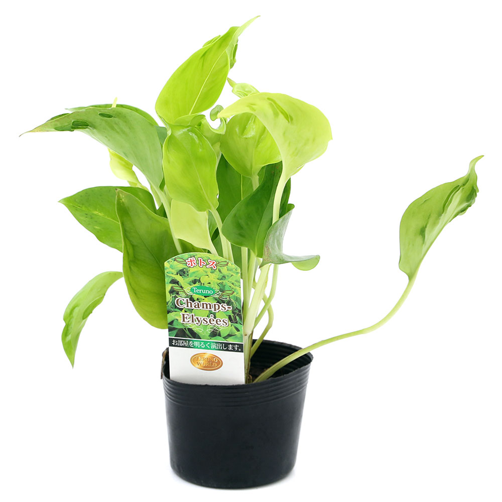 （観葉植物）ポトス　テルノ　シャンゼリゼ　3号（1ポット）　PVP　北海道冬季発送不可のサムネイル