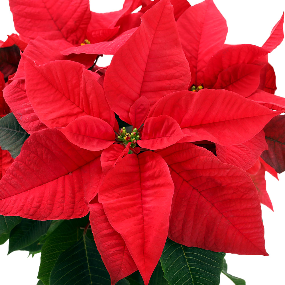 （観葉植物）ポインセチア イタリアンレッド 5号（1鉢） クリスマスフラワー