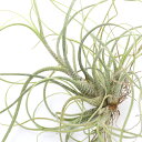 (観葉植物)エアープランツ チランジア ブッツィー クランプ Sサイズ(1株)