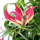 (観葉植物)グロリオサ あんどん仕立て 6号(1鉢)