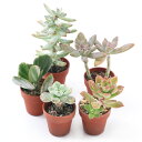 (観葉植物)訳あり品 おまかせプチ多肉 3cm硬質ポット植え(5ポット)(説明書付き)