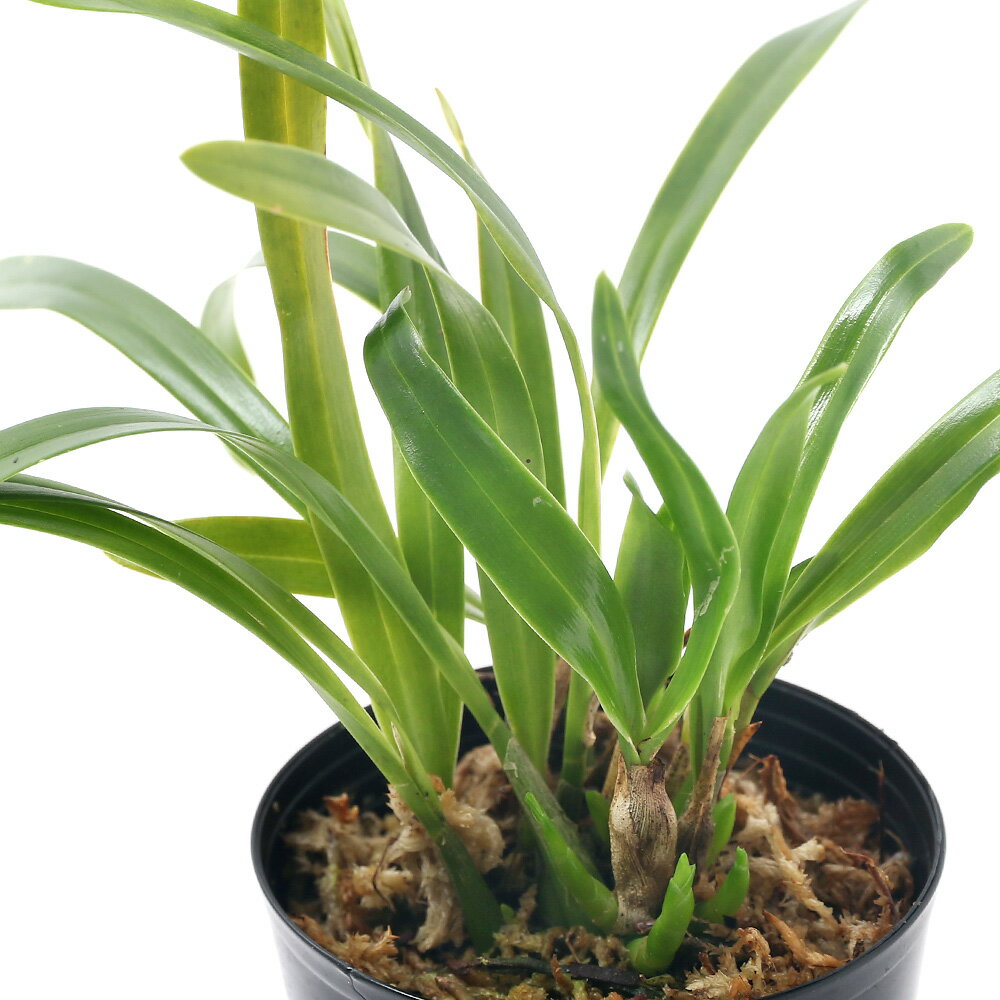 （観葉植物）洋ラン　プロステケア　カラマリア　マーゴッツ　ミニ　2．5〜3号（1鉢）のサムネイル