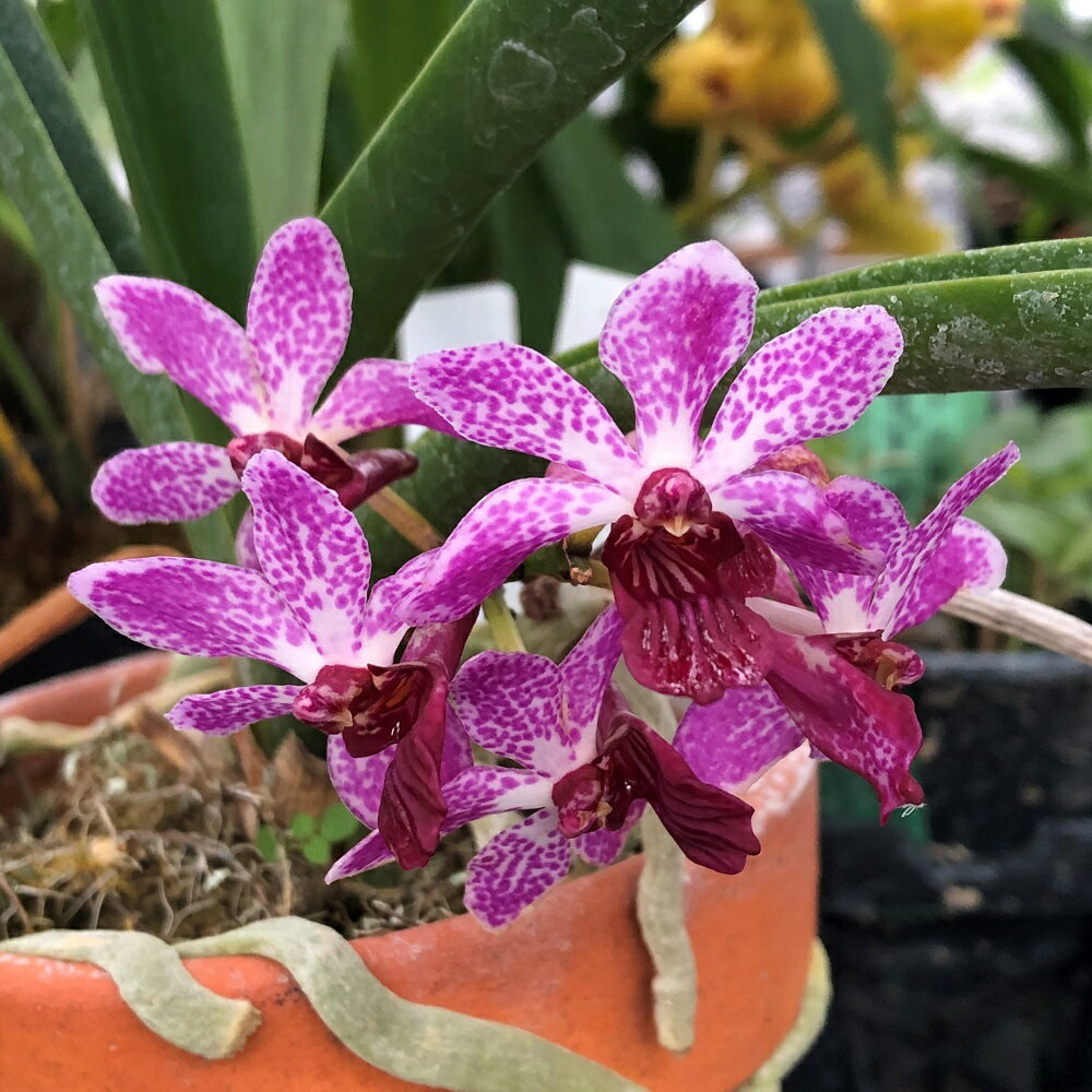 （観葉植物）洋ラン ホルコスティリス シ・ウェイ・ダイアモンド 3．5号（1鉢）