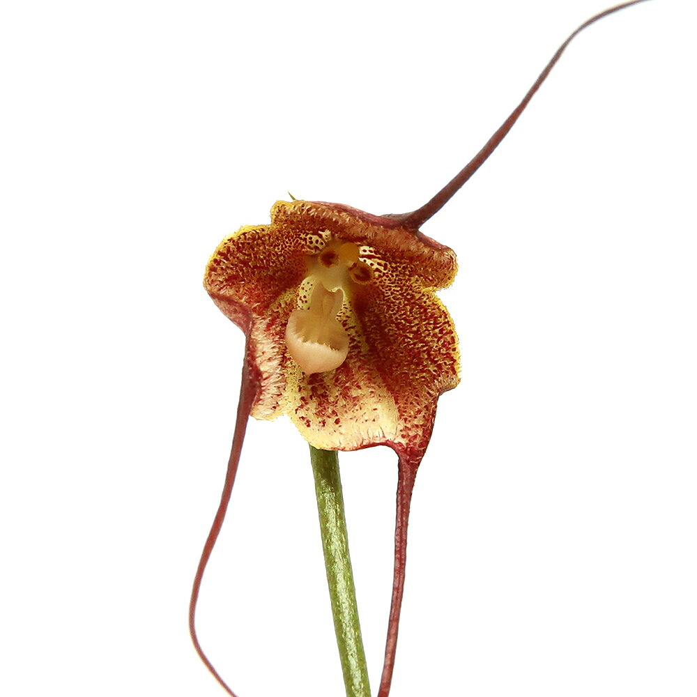 （観葉植物）洋ラン モンキーオーキッド ドラクラ アスツタ 2．5～3号（1鉢）