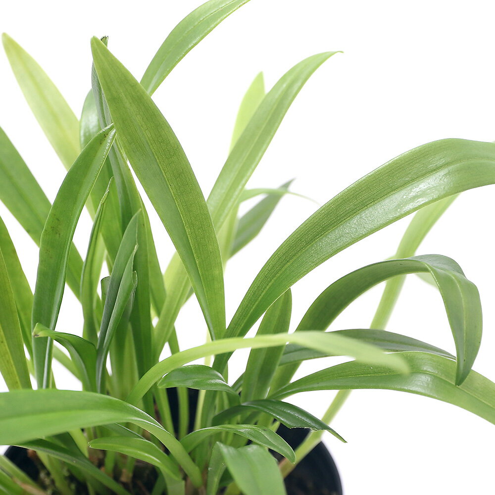 （観葉植物）洋ラン モンキーオーキッド ドラクラ ロエズリー 2．5～3号（1ポット）