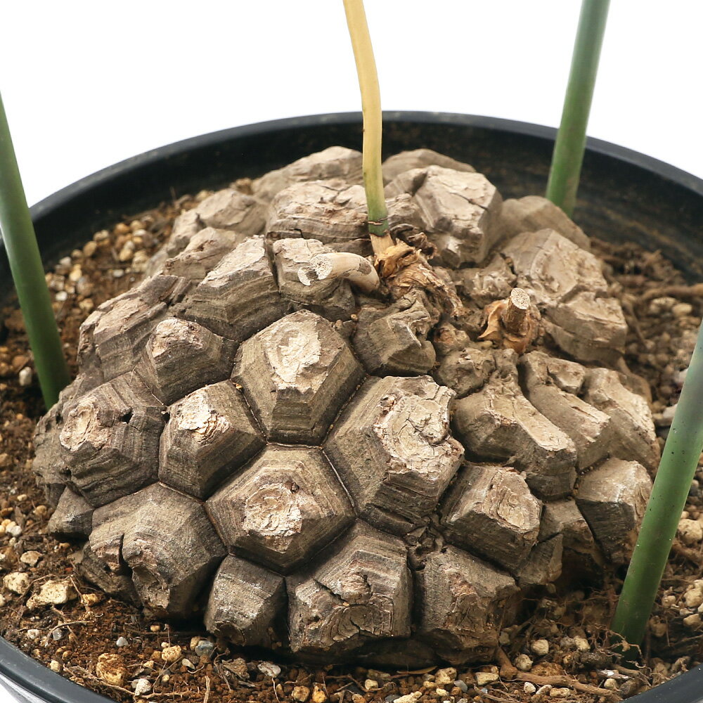 □（観葉植物）一点物　ディオスコレア　メキシカーナ（亀甲竜）　8号（1鉢）（367431）　沖縄別途送料