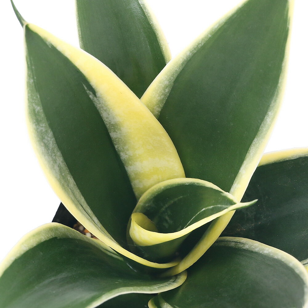 （観葉植物）サンスベリア　ブラックロータス　3号（1ポット）　北海道冬季発送不可