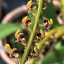 (観葉植物)洋ラン メガクリニウム ファルカタム 2.5号(1鉢)