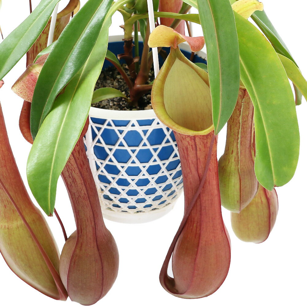 （食虫植物）ウツボカズラ　ネペンテス　アラタ　アカネ　吊り鉢タイプ　5号（1鉢）【HLS_DU】