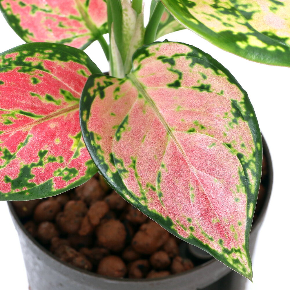 （観葉植物）ハイドロ苗9φ・Lサイズ アグラオネマ ビューティー（1ポット）