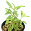 (観葉植物)ビバリウムプランツ サンイントラノオ(三陰虎尾) 3cmポット(1ポット)