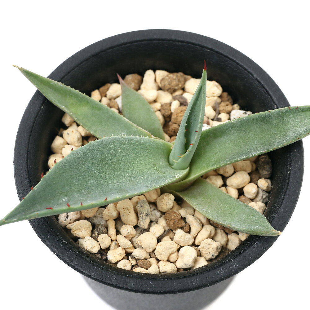 （観葉植物）アガベ　sp．アプラナータ　実生苗　2．5～3号（1鉢）【HLS_DU】のサムネイル