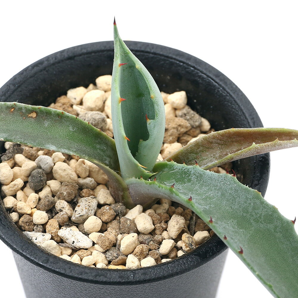 （観葉植物）アガベ　テマカプリネンシス　実生苗　2．5～3号（1鉢）のサムネイル