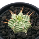 (多肉植物)ユーフォルビア メロフォルミス錦 2.5号(1鉢)