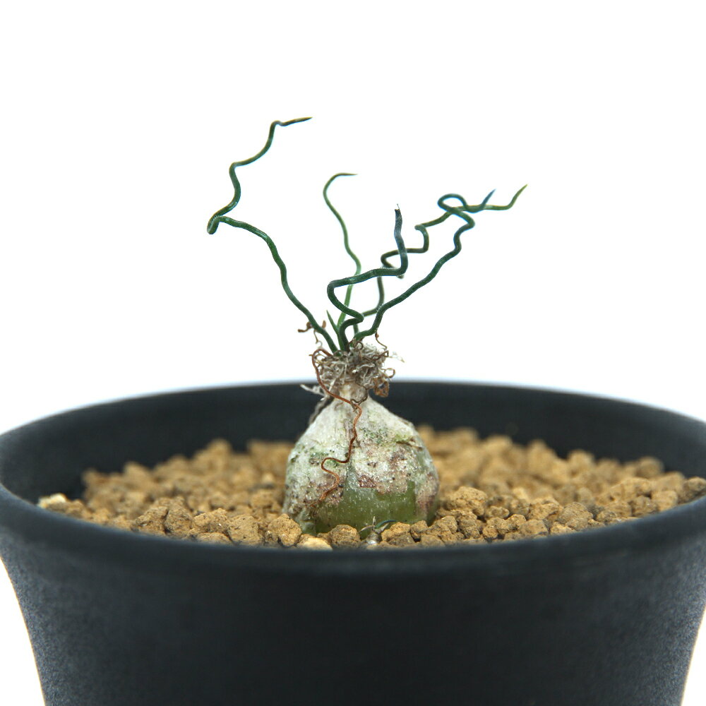 猫に安心な観葉植物&予約購入したガチャガチャフィギュア 猫に安心な観葉植物&予約購入したガチャガチャフィギュア
