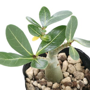 （観葉植物）アデニウム　アラビカム　2．5〜3号（1鉢）　コーデックス