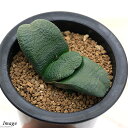 (多肉植物)ガステリア 臥牛(ガギュウ)3~4号(1鉢)