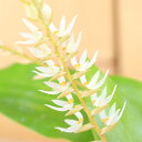 (観葉植物)洋ラン デンドロキラム グルマセウム 2.5〜3号(1ポット)