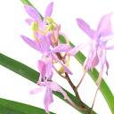 （観葉植物）洋ラン　バンダコスティリス　ブルースター　2．5～3号（1ポット）【HLS_DU】