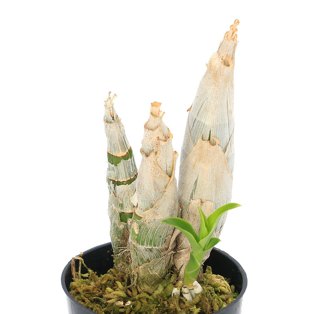 （観葉植物）洋ラン モニエララ ミレニアム マジック 2．5～3号（1ポット）