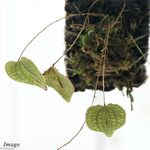 �ʥƥ�ꥦ����Υ�󡡥�ѥ�ƥ������륿�ȥ�å�����1���ˡ��̳�ƻ�Ҷ������ݲ�