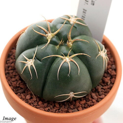 （観葉植物）素焼鉢　サボテン　ギムノカリキウム　海王丸（カイオウマル）　3号（1鉢）【HLS_DU】のサムネイル