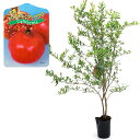 (観葉植物)果樹苗 カルフォルニア ザクロ 大実 4.5号(1ポット) 家庭菜園 果物 フルーツ