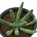 (多肉植物)ユーフォルビア イネルミス 九頭竜 3号(1鉢)