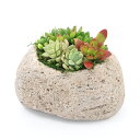 (観葉植物)苔盆栽 多肉6種寄せ植え 抗火石鉢植え Mサイズ(1鉢)苔 鉢植え おしゃれ 室内 プレゼント