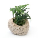 （観葉植物）苔盆栽　トキワシノブ　抗火石鉢植え　Mサイズ（1鉢）苔　鉢植え　おしゃれ　室内　プレゼント