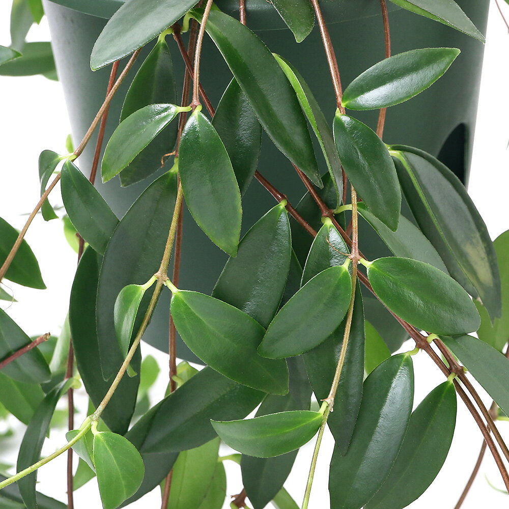 （観葉植物）コドナンテ　クラシフォリア　吊り鉢タイプ　5号（1鉢）のサムネイル