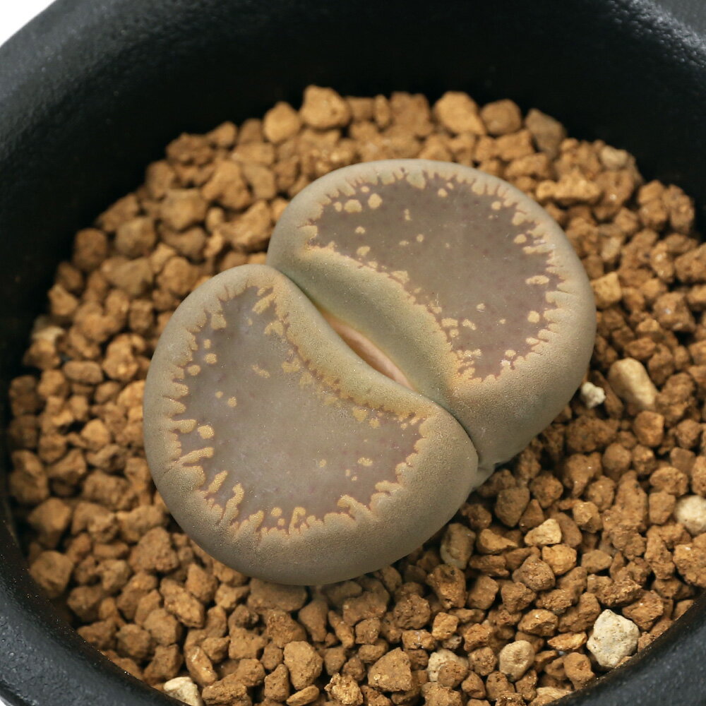（観葉植物）品種系リトープス　日輪玉　白花　1株植え　2．5号（1鉢）【HLS_DU】のサムネイル