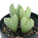 (多肉植物)コノフィツム 日傘 2号(1鉢)