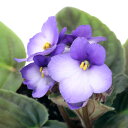 (観葉植物)セントポーリア ボニータブルー オプチマラ種 3.5号(1鉢)