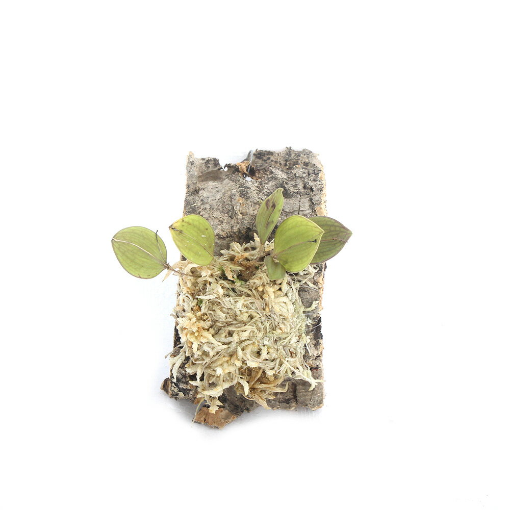 ボリュームや葉の枚数、株の大きさは成長により変化しますのでご了承の上お買い求めください。※入荷ロットによりコルクのサイズ・形状は異なります、ご了承の上お買い求めください。南米原産の小型の着生ラン！コレクション性の高い種類です！洋ラン　レパンテス　フェリス販売単位1個（コルク付） ※入荷ロットによりサイズ・形状が異なります。発送サイズ草丈2〜4cm前後学名（※）Lepanthes　felis （※）…改良品種や学名が不明の種は流通名での記載の場合があります。原産国南米どんな種類？南米原産の着生ランの一種です。 国内での流通量は少なく育成の難易度の高さからもマニア、コレクターが多く存在しています。育成について育成難易度　→　★★★★☆ 育成難易度は高めになります、 自生地である高山の雲霧林の環境にいかに近づけるかが重要になります。 特に高湿度、通気性、温度がポイントになり、温度　℃〜　℃、湿度約　％が目安になります。 テラリウム水槽や衣装ケースを用いて密閉することで高湿度を維持しやすくなります。 密閉容器で育成の場合は、1日1回〜2回程度の換気を行う事で通気性がある環境を再現しやすくなります。 夏季は栽培容器の温度上昇に注意し、ランの栽培において重要な昼夜の温度差を5℃程度つけることが必要です。 強い光は葉焼け等株が傷む原因になりやすく、直射日光等が当たらない環境で植物育成ライトを使用することをお勧め致します。 成長はゆっくりですが、株分けで増やす事が可能です。注意※表記サイズは1株（1本）でのおおよその目安です。育成環境や、成長の度合いにより最大サイズは異なります。 ※入荷状況等によりコルクのサイズが変化致します。着生植物栽培セット　コルクバージョン　チランジア　エアープランツ　着生ランガーデンスプレー　全自動スーパー（蓄圧式）　1000cc　ロングロータリーノズル付　＃629 … _aqua　_gardening　_hachu　sfset　terrariumplants　all_plants　ガーデニング　原種　観葉植物　園芸　ビバリウム　アクアテラリウム　パルダリウム　花　苗　洋ランシリーズ　洋蘭　着生ラン　育て方　育成方法　栽培方法　Lepanthes　felis　南米洋ラン　opa2_delete　20220108　2022zennki　AY　sausuamerikaorchid■この商品をお買い上げのお客様は、下記商品もお買い上げです。※この商品には付属しません。■着生植物栽培セット　コルクバージョン　チランジア　エアープランツ　着生ランガーデンスプレー　全自動スーパー（蓄圧式）　1000cc　ロングロータリーノズル付　＃629