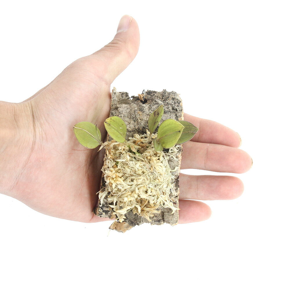 �ʥƥ�ꥦ����Υ�󡡥�ѥ�ƥ����ե��ꥹ��1���ˡ��̳�ƻ�Ҷ������ݲ�