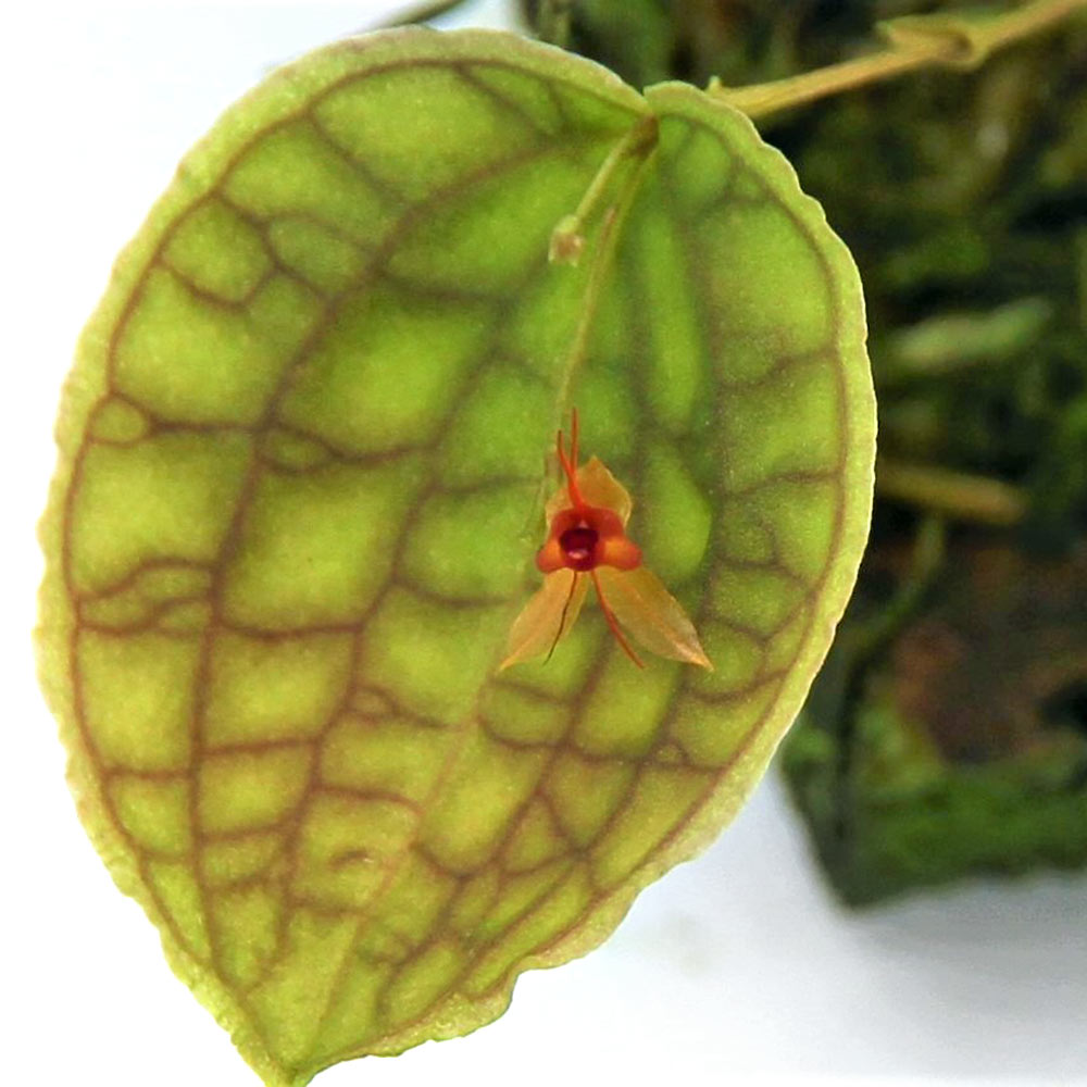 ボリュームや葉の枚数、株の大きさは成長により変化しますのでご了承の上お買い求めください。※入荷ロットによりコルクのサイズ・形状は異なります。ご了承の上お買い求めください。南米原産の小型の着生ラン！コレクション性の高い種類です！洋ラン　レパンテス　テンタキュラータ販売単位1個（コルク付）※入荷ロットによりサイズ・形状が異なります。発送サイズ草丈3cm前後学名（※）Lepanthes　tentaculata（※）…改良品種や学名が不明の種は流通名での記載の場合があります。原産国南米どんな種類？南米原産の着生ランの一種です。国内での流通量は少なく育成の難易度の高さからもマニア、コレクターが多く存在しています。育成について育成難易度　→　★★★★☆育成難易度は高めになります。自生地である高山の雲霧林の環境にいかに近づけるかが重要になります。特に高湿度、通気性、温度がポイントになり、温度15℃〜25℃、湿度約80％が目安になります。テラリウム水槽や衣装ケースを用いて密閉することで高湿度を維持しやすくなります。密閉容器で育成の場合は、1日1回〜2回程度の換気を行う事で通気性がある環境を再現しやすくなります。四季は栽培容器の温度上昇に注意し、ランの栽培において重要な昼夜の温度差を5℃程度つけることが必要です。強い光は葉焼け等株が傷む原因になりやすく、直射日光等が当たらない環境で植物育成ライトを使用することをお勧め致します。成長はゆっくりですが、株分けで増やす事が可能です。注意※表記サイズは1株（1本）でのおおよその目安です。育成環境や、成長の度合いにより最大サイズは異なります。※入荷状況等によりコルクのサイズが変化致します。 … PF_SPQ　line2462terarium　_aqua　_gardening　_hachu　sfset　terrariumplants　all_plants　ガーデニング　原種　観葉植物　園芸　ビバリウム　アクアテラリウム　パルダリウム　花　苗　洋ランシリーズ　洋蘭　着生ラン　Lepanthes　tentaculata　20200220　NT　南米洋ラン　20220108　2022zennki　AY　sausuamerikaorchid　teraoriginalpot　restock