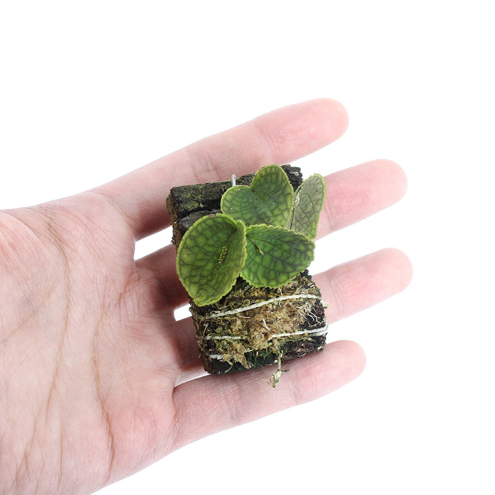 �ʥƥ�ꥦ����Υ�󡡥�ѥ�ƥ����ƥ󥿥���顼����1���ˡ��̳�ƻ���彣�Ҷ������ݲ�