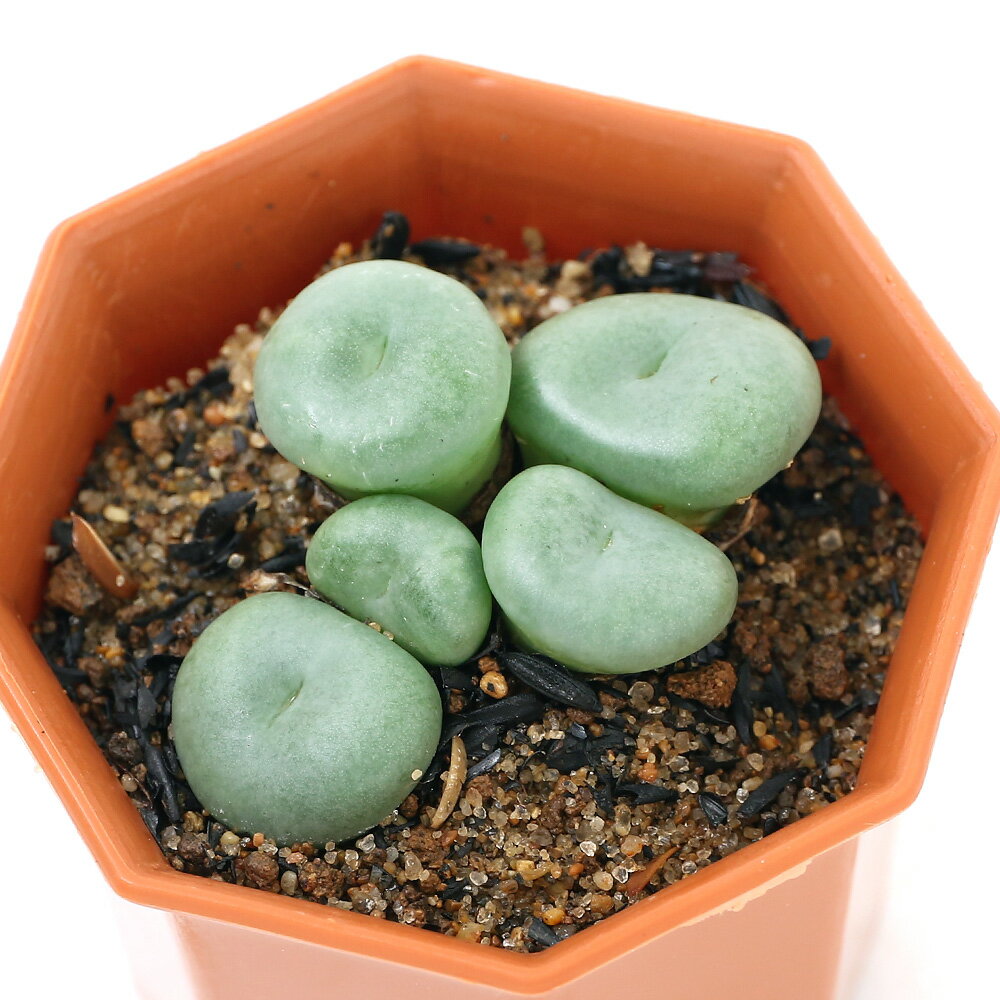 （観葉植物）コノフィツム　ルゴサ　2号（1鉢）　北海道冬季発送不可のサムネイル