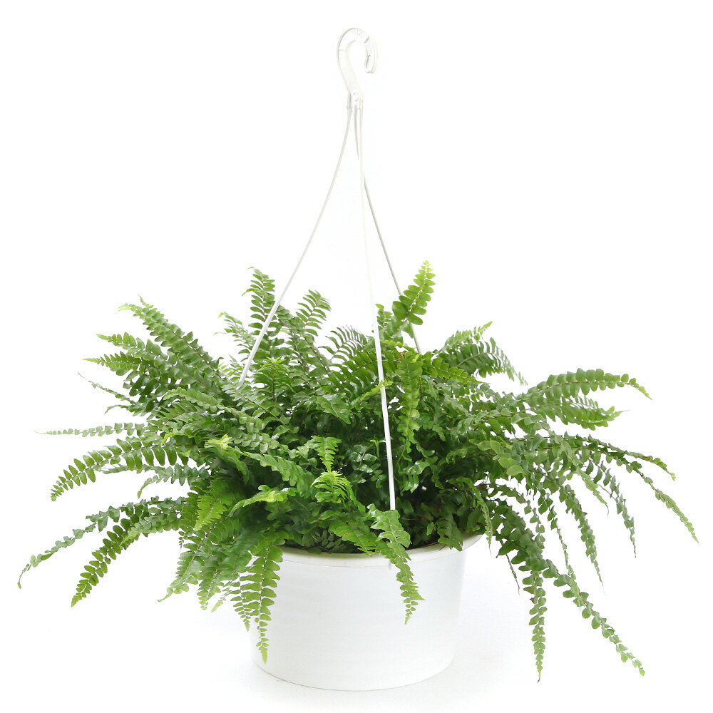 （観葉植物）シダ　ネフロレピス　ボストンファーン　吊り鉢タイプ　6号（1鉢）のサムネイル