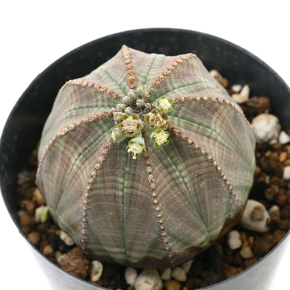 （観葉植物）ユーフォルビア　シンメトリカ　雄株　3号（1鉢）　沖縄別途送料のサムネイル