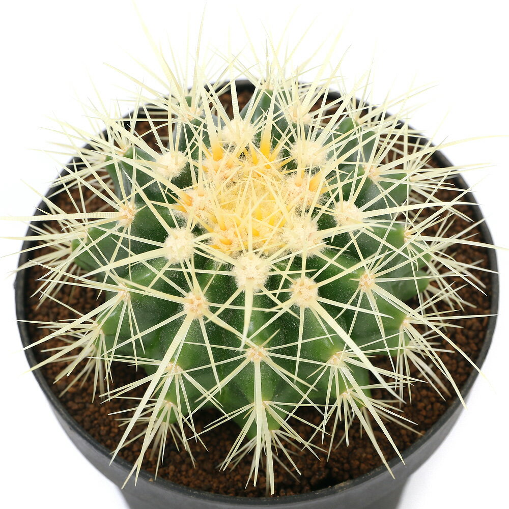 楽天市場】金 鯱 サボテン(サイズ(植木鉢)4 ~ 6号)の通販 楽天市場】金 鯱 サボテン(サイズ(植木鉢)4 ~ 6号)の通販